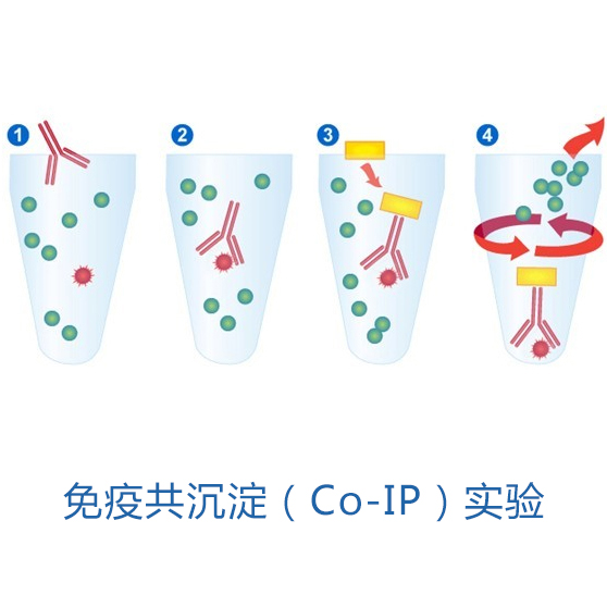 免疫共沉淀（Co-IP）实验