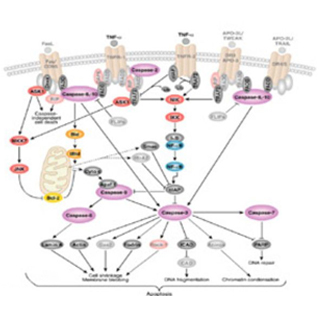 凋亡因子Caspase-389实验