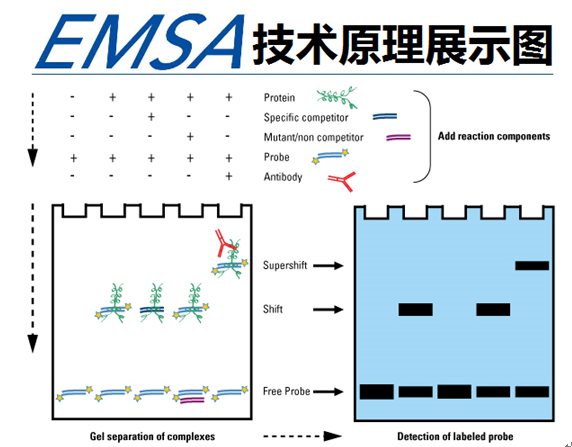凝胶迁移或电泳迁移率EMSA实验