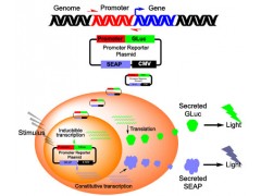 双荧光素酶报告基因检测服务